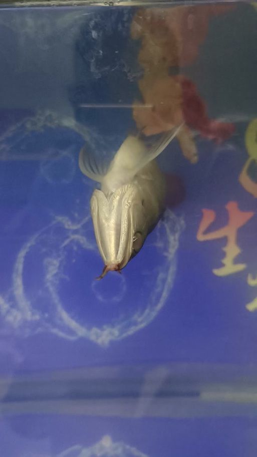能提供幾張龍魚(yú)鰓蓋摔斷的圖片嗎？