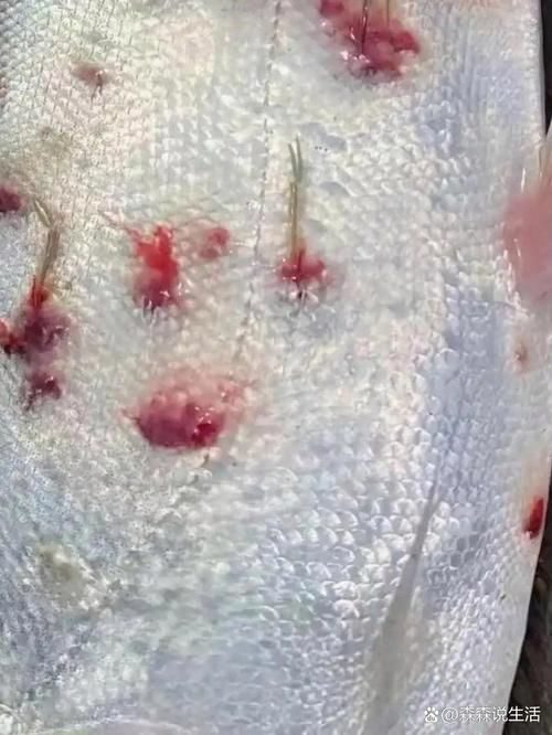 能提供幾張龍魚(yú)鰓蓋摔斷的圖片嗎？