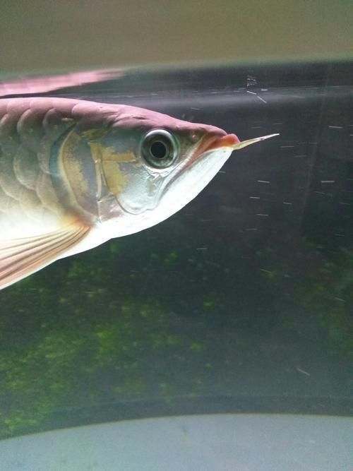 能提供幾張龍魚(yú)鰓蓋摔斷的圖片嗎？