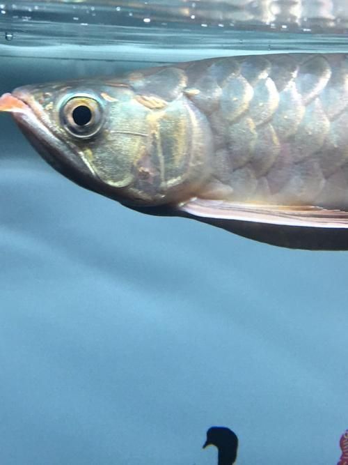 能提供幾張龍魚(yú)鰓蓋摔斷的圖片嗎？