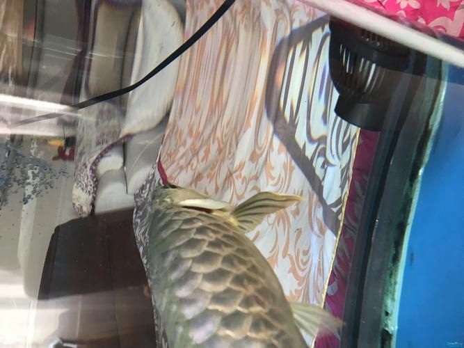 能提供幾張龍魚(yú)鰓蓋摔斷的圖片嗎？