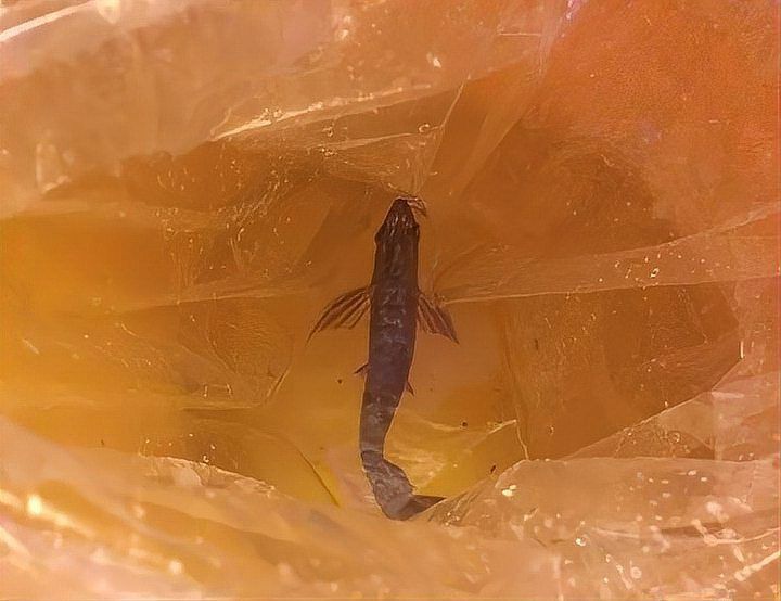 能提供幾張龍魚(yú)鰓蓋摔斷的圖片嗎？