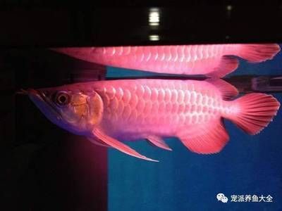 怎樣讓龍魚(yú)開(kāi)口說(shuō)話：如何讓龍魚(yú)開(kāi)口吃食 怎樣讓龍魚(yú)開(kāi)口說(shuō)話：如何讓龍魚(yú)開(kāi)口吃食 龍魚(yú)百科 第3張