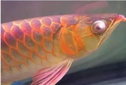 龍魚(yú)眼睛看不見(jiàn)怎么辦圖片大全
