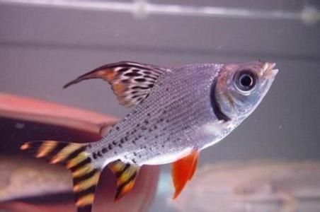 飛鳳魚能長多大 龍魚之巔