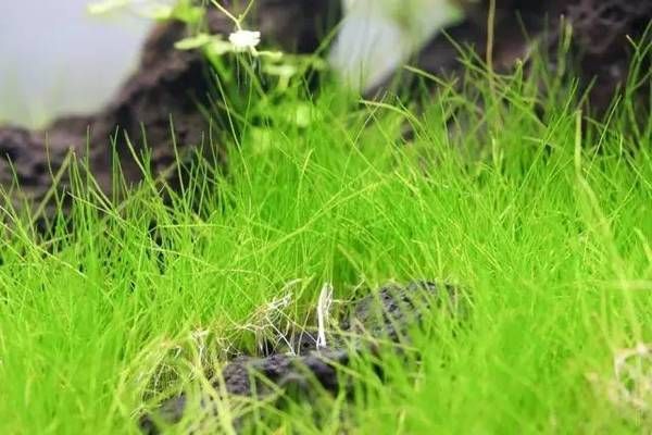 龍魚眼睛瞎了會好嗎視頻講解：龍魚眼睛瞎了會好嗎？原因分析與治療指南