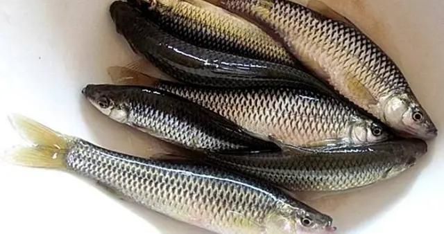 麥穗魚喂龍魚好不好養，如何防止麥穗魚寄生蟲感染，麥穗魚與其他飼料比較