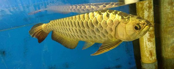 龍魚冬季拒食的原因及解決方法（龍魚冬季拒食可能是由于多種因素引起的）