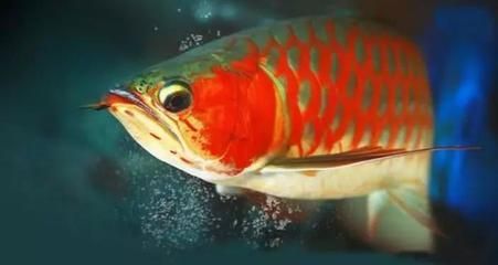 龍魚冬季拒食的原因及解決方法（龍魚冬季拒食可能是由于多種因素引起的）