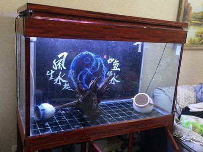 全黑魚缸養龍魚為什么不動（全黑魚缸養龍魚不動可能由哪些因素引起？） 全黑魚缸養龍魚為什么不動（全黑魚缸養龍魚不動可能由哪些因素引起？） 龍魚百科 第1張