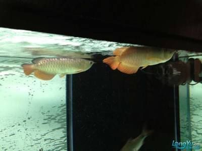 新入缸龍魚趴缸一周了：龍魚趴缸怎么辦 新入缸龍魚趴缸一周了：龍魚趴缸怎么辦 龍魚百科 第3張