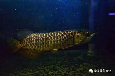 龍魚趴缸游動扭曲身子怎么辦：龍魚趴缸游動扭曲身子可能是由多種原因造成的