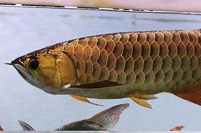 龍魚的價值：關于龍魚的價值