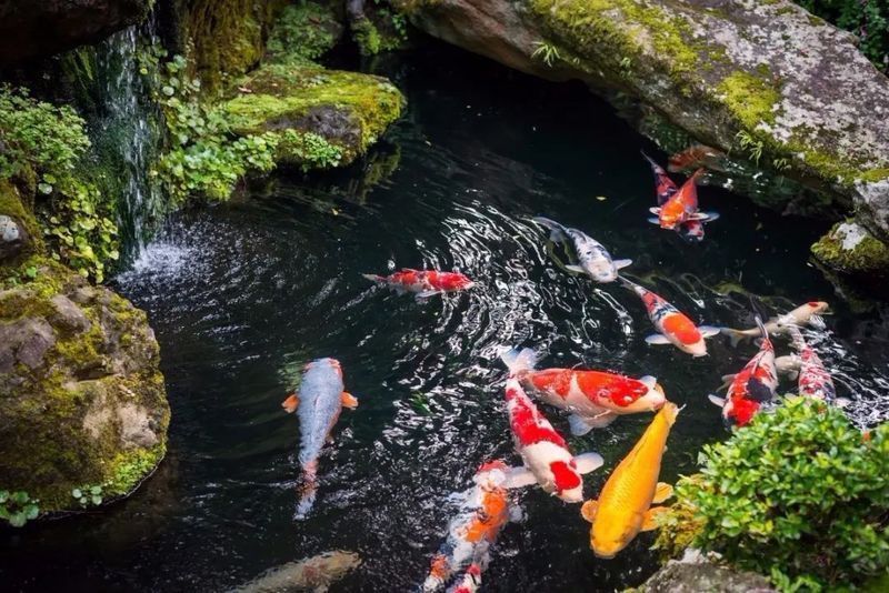錦鯉掉鱗能自愈嗎 錦鯉掉鱗能自愈嗎 龍魚百科 第4張