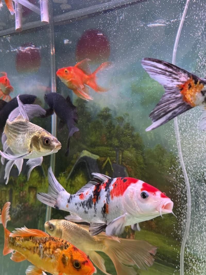 錦鯉掉鱗能自愈嗎 錦鯉掉鱗能自愈嗎 龍魚百科 第10張