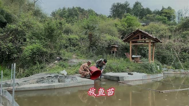 草魚苗批發有哪些注意事項？