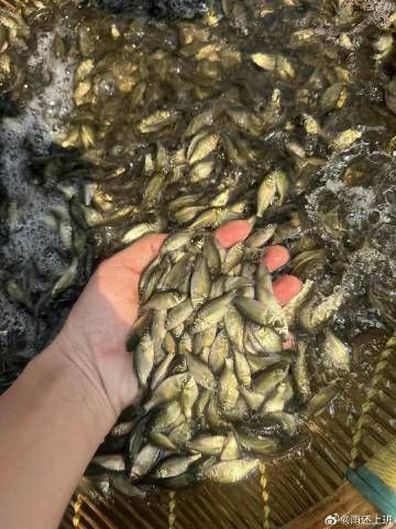 草魚苗批發有哪些注意事項？