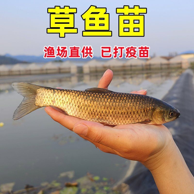 草魚苗批發有哪些注意事項？