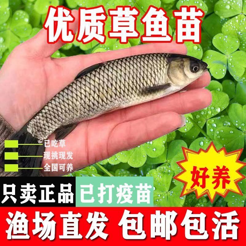 草魚苗批發有哪些注意事項？