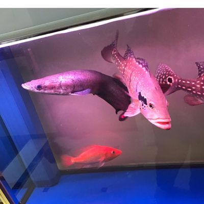 帝王血鉆繁殖缸布置要點:帝王血鉆繁殖缸水溫控制技巧 龍魚百科 第5張 帝王血鉆繁殖缸布置要點:帝王血鉆繁殖缸水溫控制技巧 帝王血鉆繁殖缸布置要點:帝王血鉆繁殖缸水溫控制技巧 龍魚百科 第5張