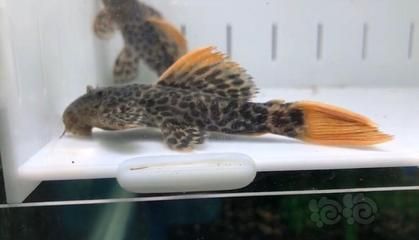 帝王血鉆繁殖缸布置要點:帝王血鉆繁殖缸水溫控制技巧 龍魚百科 第4張 帝王血鉆繁殖缸布置要點:帝王血鉆繁殖缸水溫控制技巧 帝王血鉆繁殖缸布置要點:帝王血鉆繁殖缸水溫控制技巧 龍魚百科 第4張