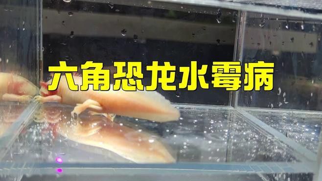 龍魚真菌感染的初期癥狀有哪些？ 龍魚真菌感染的初期癥狀有哪些？ 龍魚百科 第3張