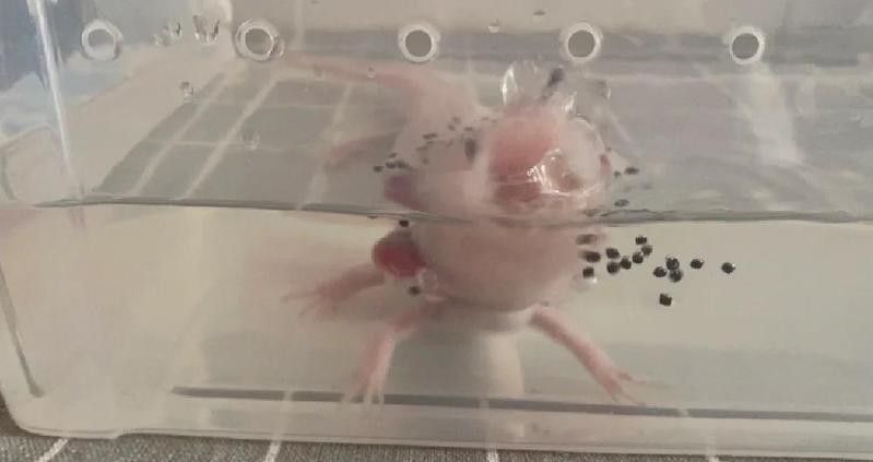 如何判斷六角龍是否患有腸胃炎？