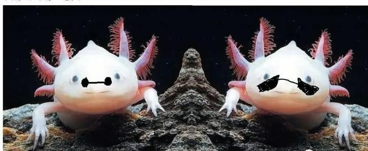 如何判斷六角龍是否患有腸胃炎？