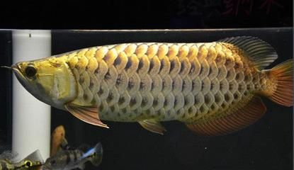 中國最貴龍魚前十名 龍魚百科 第2張 中國最貴龍魚前十名 中國最貴龍魚前十名 龍魚百科 第2張