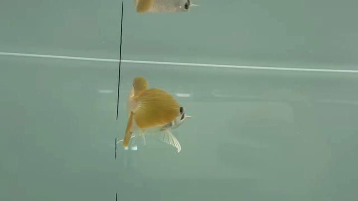 紅龍魚幼魚價格波動大嗎？