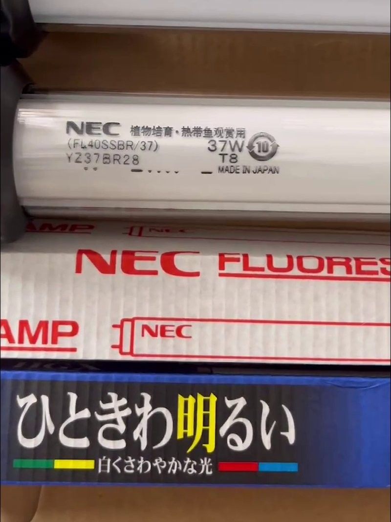 龍魚燈用什么顏色好看圖片大全