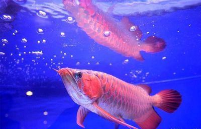 龍魚(yú)的神經(jīng)系統(tǒng)概述（魚(yú)類神經(jīng)系統(tǒng)的概念）