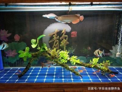 龍魚(yú)的神經(jīng)系統(tǒng)概述（魚(yú)類神經(jīng)系統(tǒng)的概念）