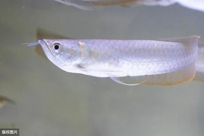 龍魚不長個是什么原因【龍魚不長個是什么原因造成的】 龍魚百科 第4張 龍魚不長個是什么原因【龍魚不長個是什么原因造成的】 龍魚不長個是什么原因【龍魚不長個是什么原因造成的】 龍魚百科 第4張