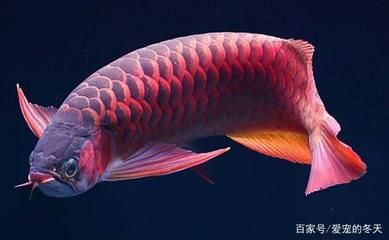 龍魚不長個是什么原因【龍魚不長個是什么原因造成的】 龍魚不長個是什么原因【龍魚不長個是什么原因造成的】 龍魚百科 第5張