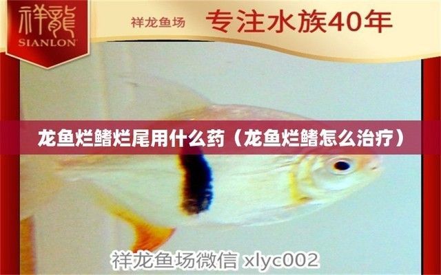 龍魚爛尾用什么藥治療（如何治療龍魚爛尾）