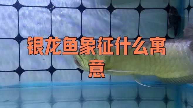 幻彩銀龍魚什么意思