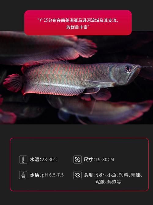 幻彩銀龍魚什么意思