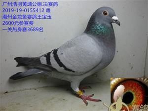 廣東金龍魚賽鴿（金龍魚賽鴿2019年春季競賽規(guī)程賽鴿資訊網(wǎng)） 廣東金龍魚賽鴿（金龍魚賽鴿2019年春季競賽規(guī)程賽鴿資訊網(wǎng)） 龍魚百科 第2張