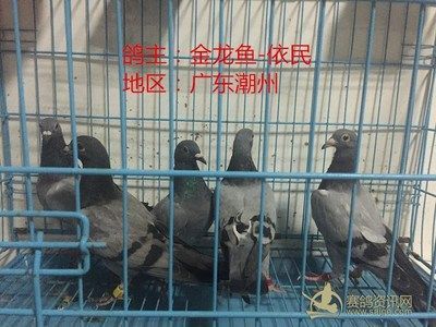 廣東金龍魚賽鴿（金龍魚賽鴿2019年春季競賽規(guī)程賽鴿資訊網(wǎng)） 廣東金龍魚賽鴿（金龍魚賽鴿2019年春季競賽規(guī)程賽鴿資訊網(wǎng)） 龍魚百科 第1張