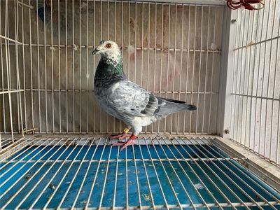 廣東金龍魚賽鴿（金龍魚賽鴿2019年春季競賽規(guī)程賽鴿資訊網(wǎng)） 廣東金龍魚賽鴿（金龍魚賽鴿2019年春季競賽規(guī)程賽鴿資訊網(wǎng)） 龍魚百科 第3張