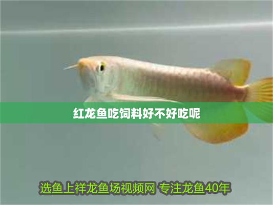 紅龍魚不能隨便吃的原因