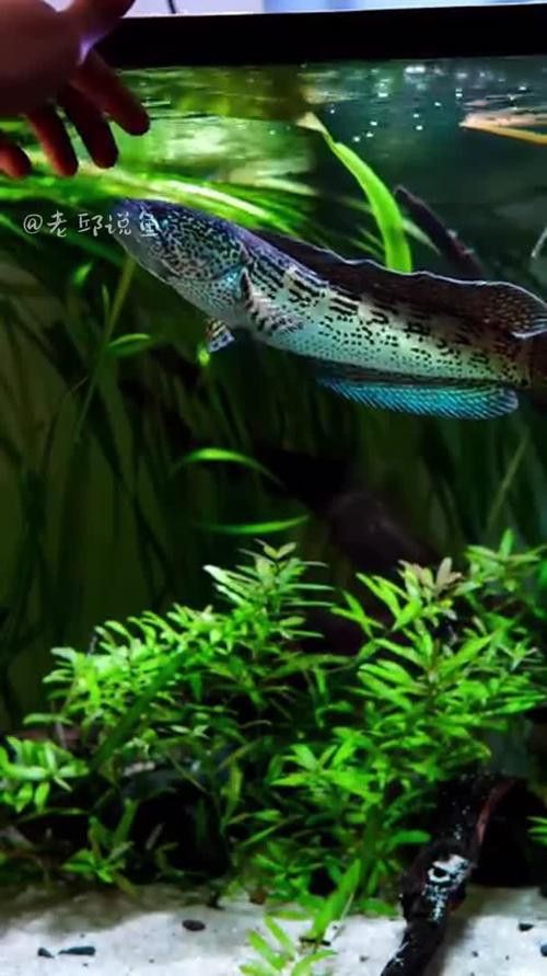 哪些品牌的相機(jī)適合拍攝雷龍魚？ 哪些品牌的相機(jī)適合拍攝雷龍魚？ 龍魚百科 第12張