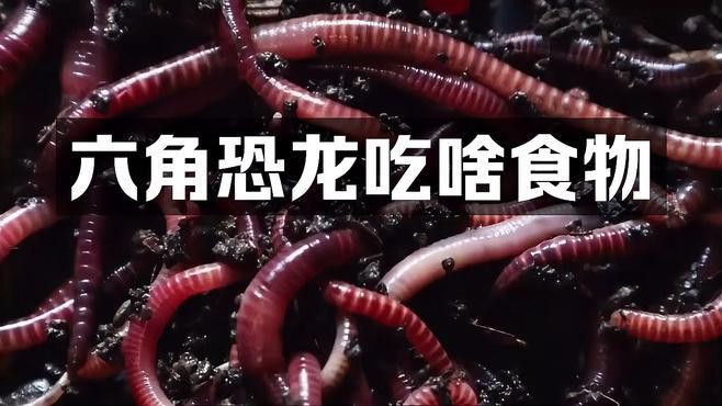 六角恐龍魚能吃紅蟲嗎