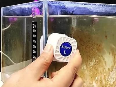 sebo魚缸過濾器怎么安裝（sebo過濾器維護周期魚缸過濾器選型指南） sebo魚缸過濾器怎么安裝（sebo過濾器維護周期魚缸過濾器選型指南） 龍魚百科 第5張