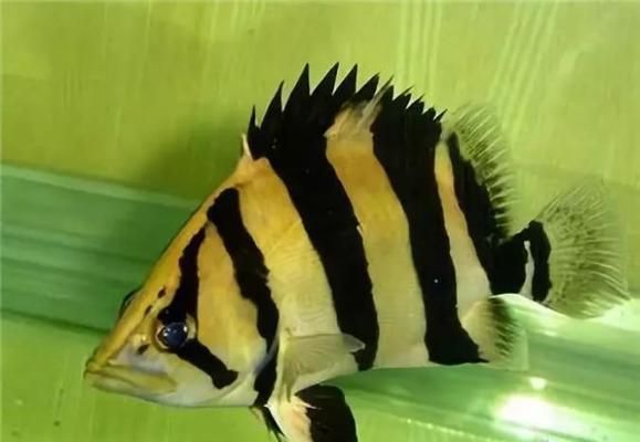 龍魚缸最佳搭配圖（龍魚缸濾材搭配中需要考慮濾材的擺放順序及其對過濾效果的影響）