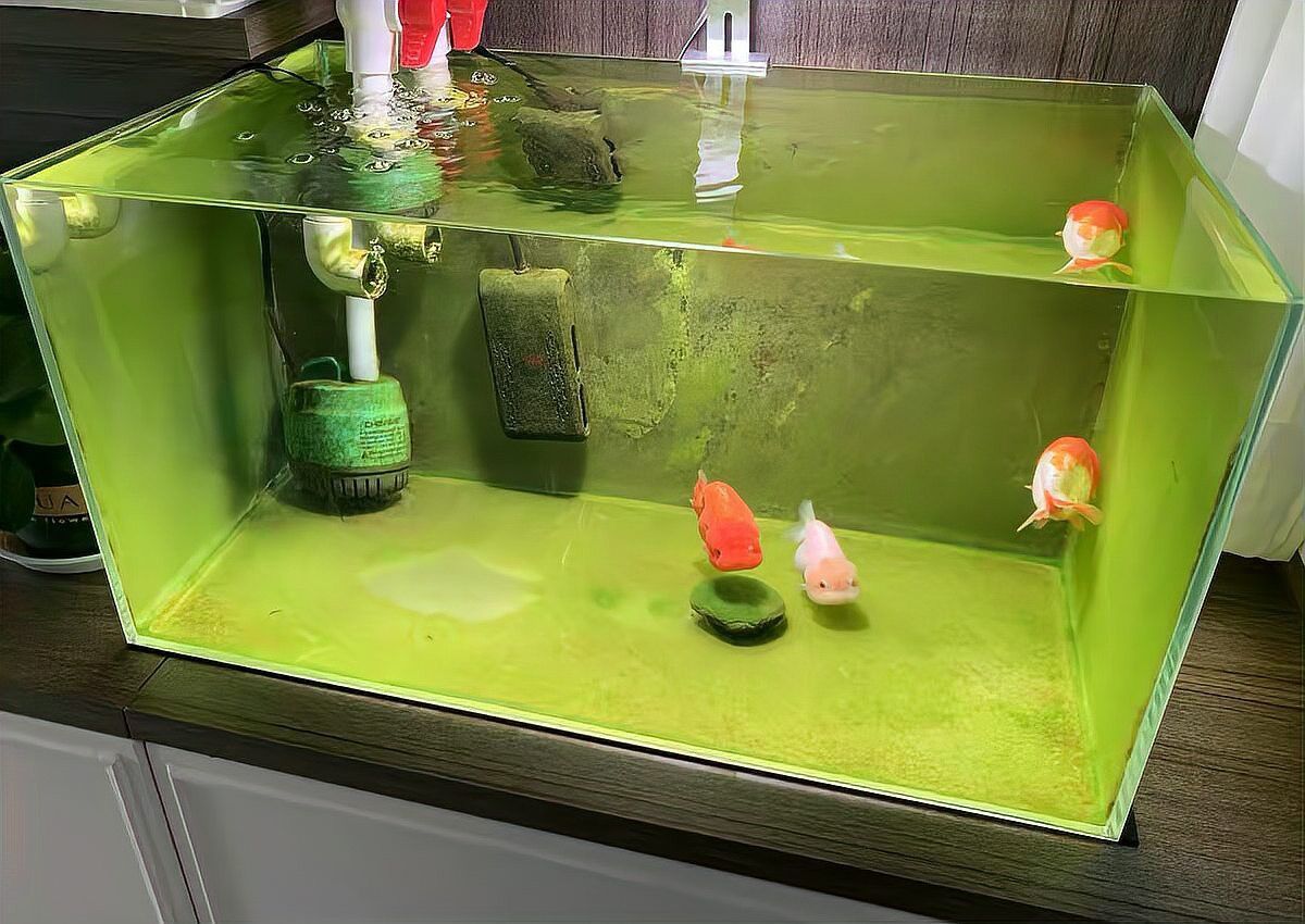 90×45×45厘米的魚缸適合金龍魚苗嗎？