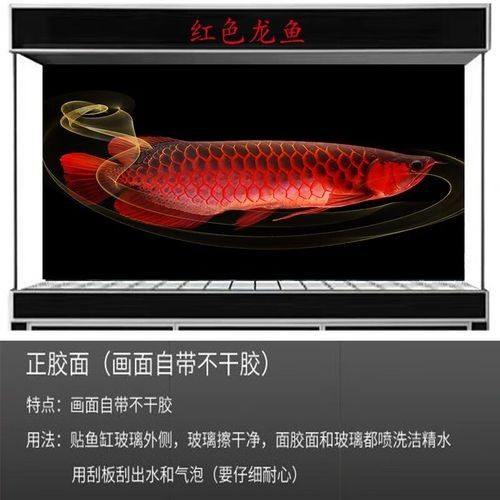 龍魚魚缸背景圖片大全超清視頻 龍魚魚缸背景圖片大全超清視頻 龍魚百科 第16張