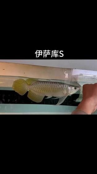 龍魚魚缸背景圖片大全超清視頻 龍魚魚缸背景圖片大全超清視頻 龍魚百科 第38張