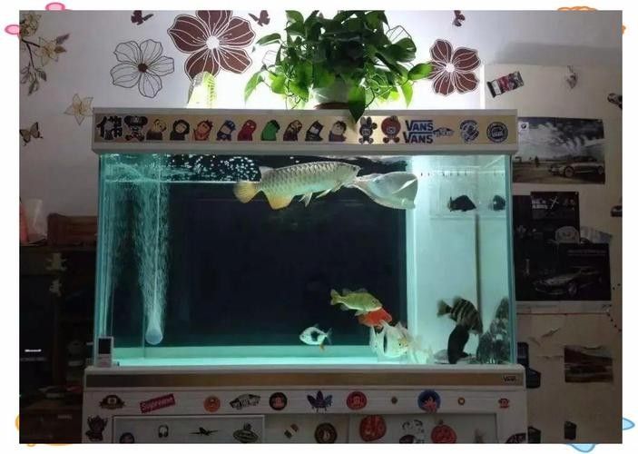 龍魚魚缸背景圖片大全超清視頻 龍魚魚缸背景圖片大全超清視頻 龍魚百科 第39張